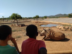Rhino at Majorca Safari Zoo