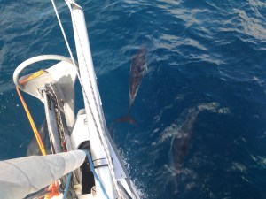 Dolphins guiding Soledad SV