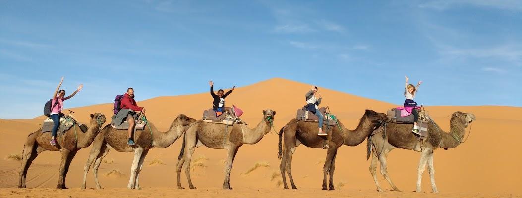 Desert dromedaires trip