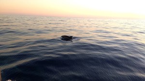 Dolphin guiding us when leaving Portimao